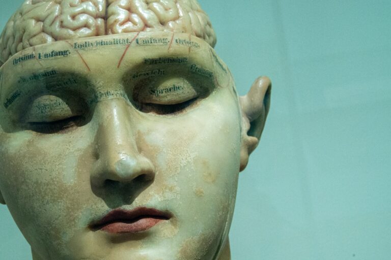 Maquette de visage avec cerveau apparent.